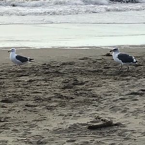 Meet your Posher, Chanel